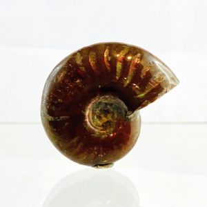 Ammonit, fossiler Kopffüssler, Versteinerung, opalisiert, Madagaskar