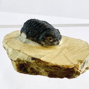 Trilobit in Matrix, Marokko, ca. 39 Millionen Jahre alt, Versteinerung