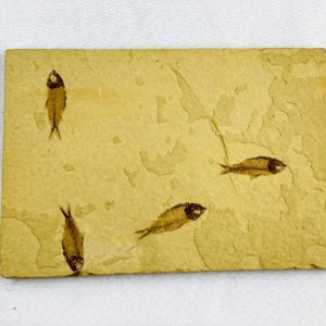 versteinerte Fische, Versteinerungen