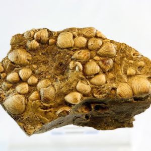 versteinerte Muscheln, Marokko